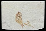 Cretaceous Fossil Fish (Armigatus) & Lobster - Lebanon #77124-1